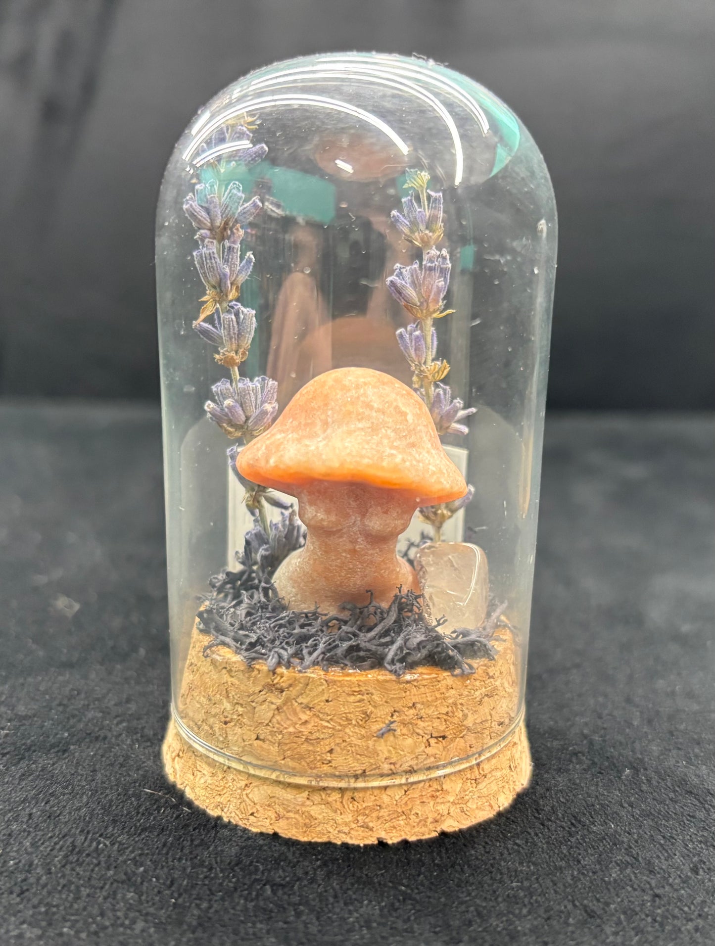 Lady Body Mushroom Terrarium