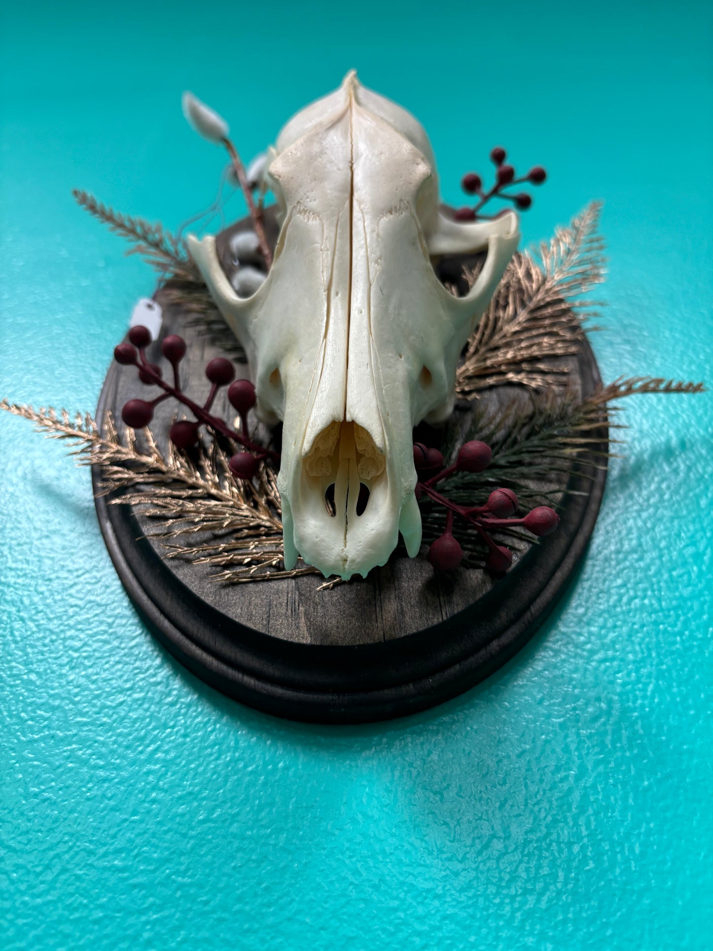 Plaque with Coyote Skull - Wall Art