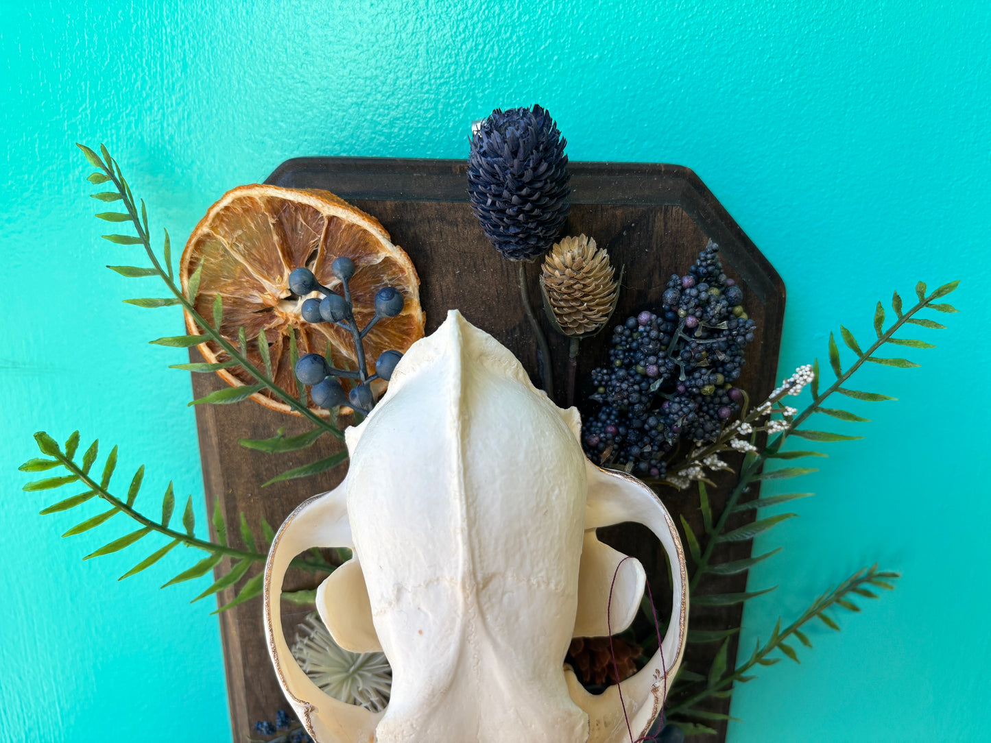 Plaque with Coyote Skull - Wall Art