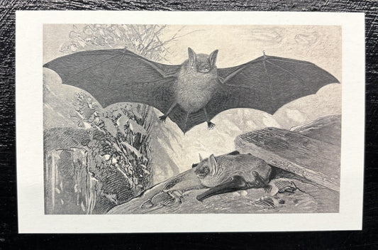Bats - postcard