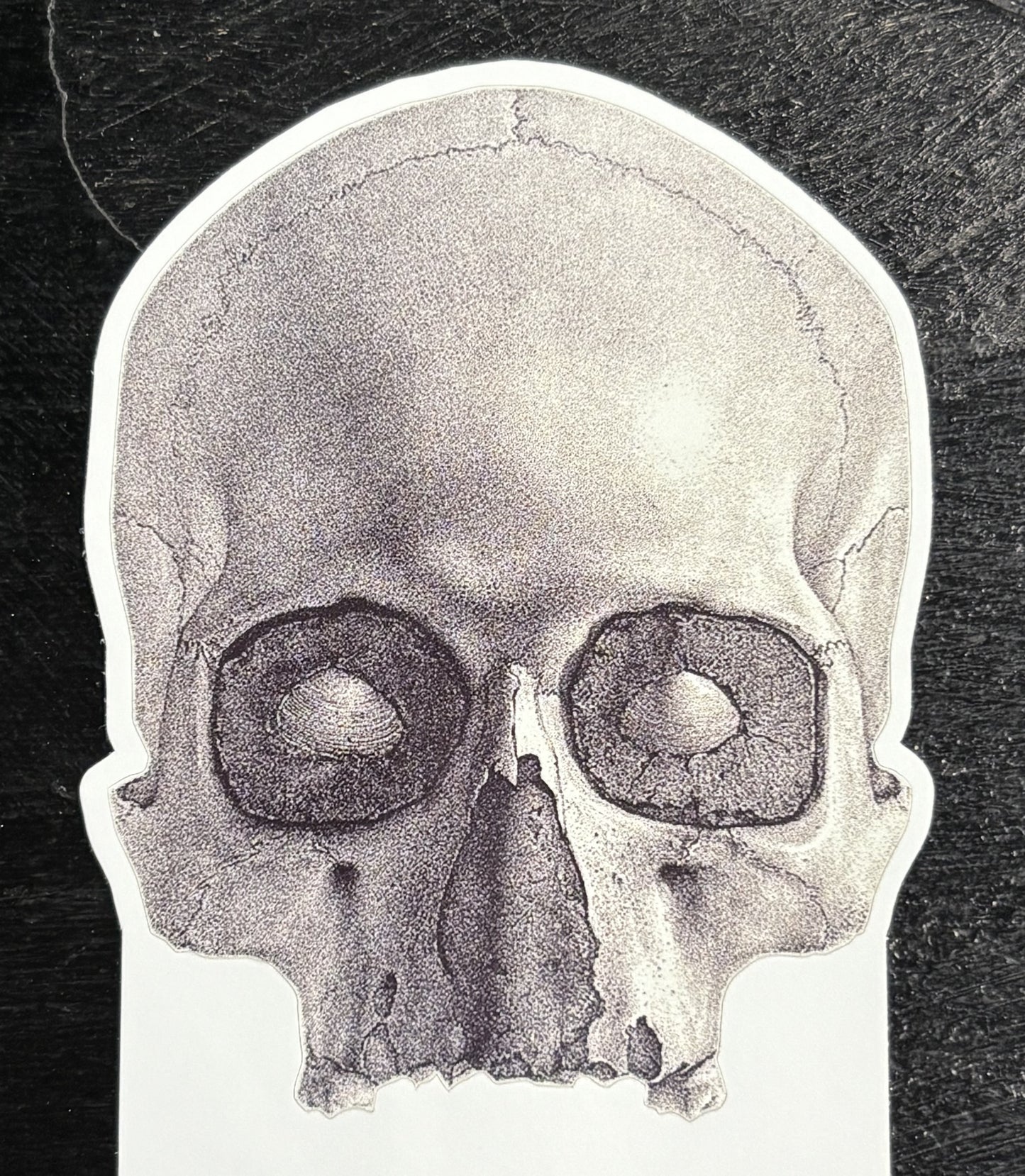 Human Skull, Front View - sticker