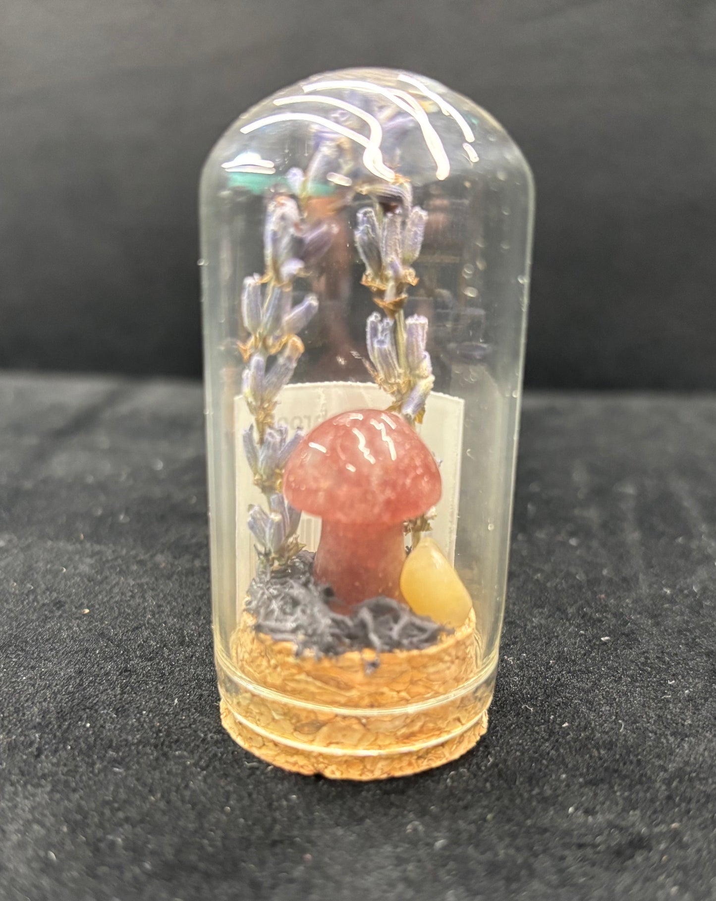 Mini Mushroom Terrarium