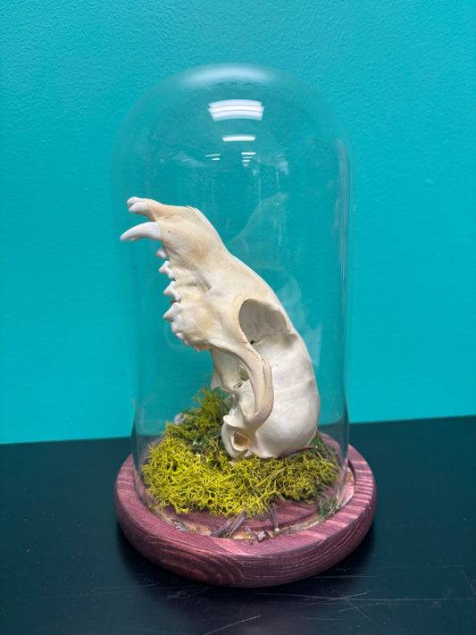 Fox Skull - Art