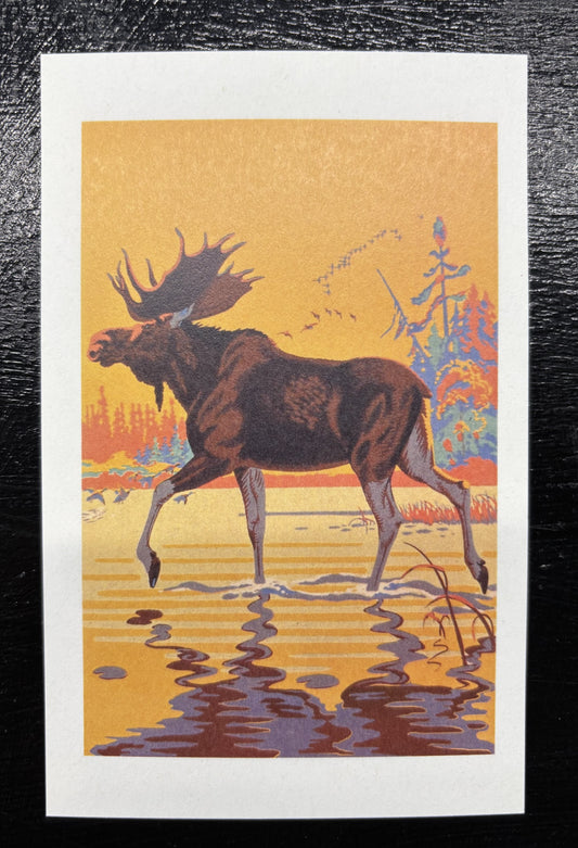 Moose in the Lake - postcard