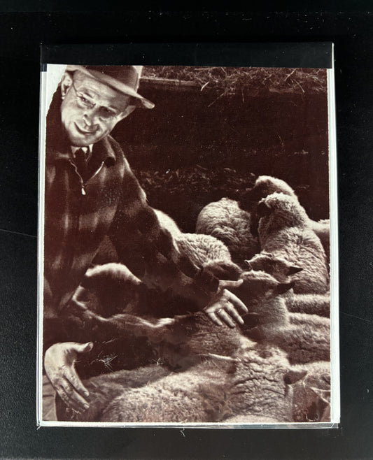 Sheep - HD - sketchpad
